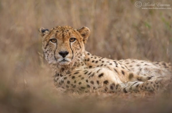 Lying down with a Cheetah