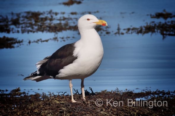 Great Black-backed Gull Larus Marinus