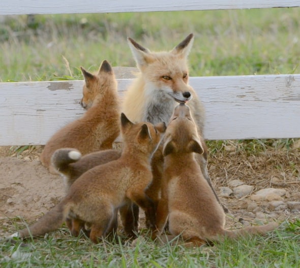 Red Fox and Her Kits