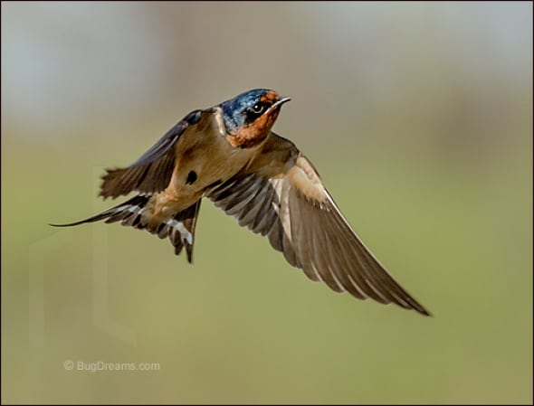 Barn Swallow in a Wide and Empty Sky