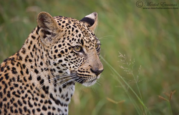 Leopard Cub Portrait
