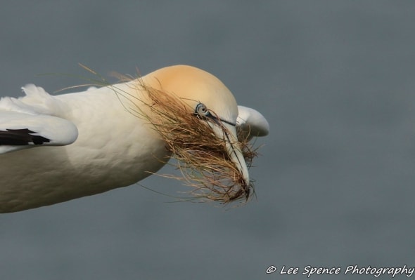 The Bearded Gannet