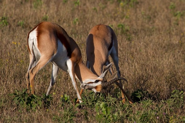 Springbok Rams Sparring