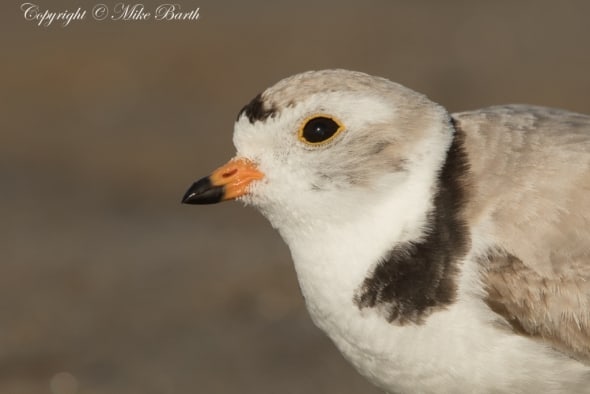 Piping Plover NT