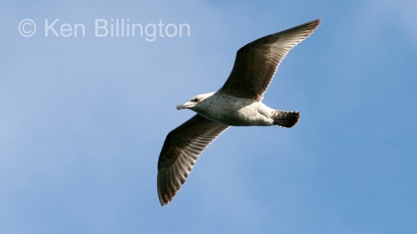 Glaucous Gull (Larus hyperboreus) 