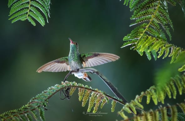 Wings of a Hummingbird