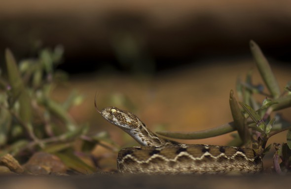 Saw-scaled Viper | Echis Carinatus Sochureki