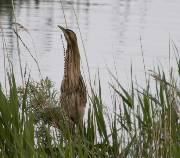 Young Bittern