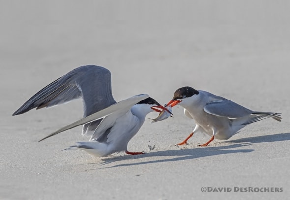 Common Terns Fighting Over Fish