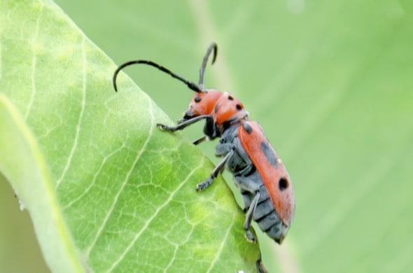 Red Milkweed Beetle