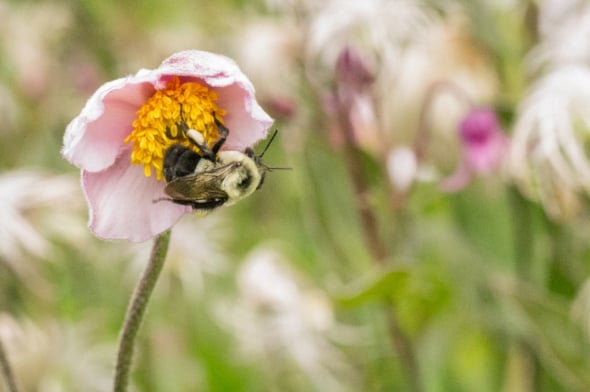 Honeybee on Anemone