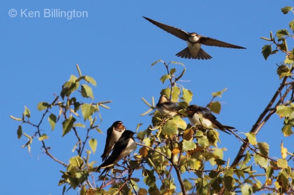 Swallows and Martins Ready to Migrate