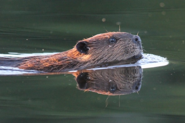 Beaver Reflection