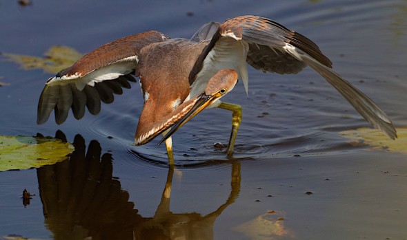 Tricolored Heron Canopy Feeding