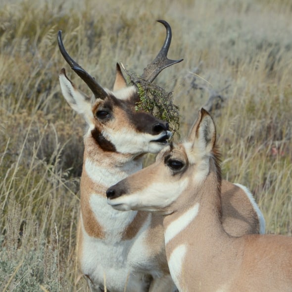 Antelope Buck and Doe