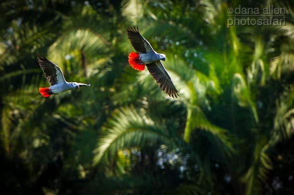 Flight of Freedom - African Grey Parrot