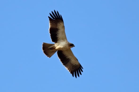 Booted Eagle (Hieraaetus pennatus) (02)