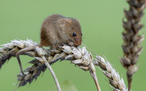 Field Mouse Focusing On Wildlife