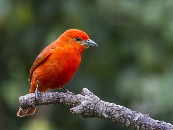Hepatic Tanager in Brazil