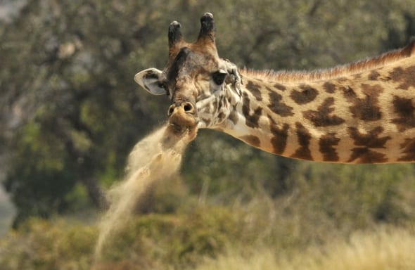 7795 590x masai giraffe