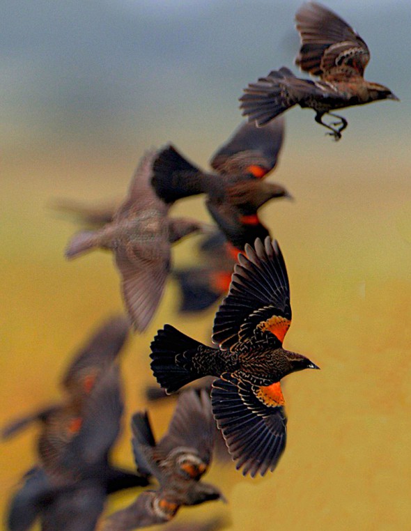 Red-winged Blackbirds Over Grain Field