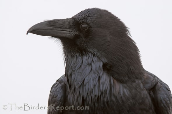 Common Raven in the Fog