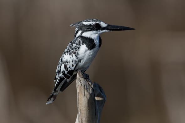 The First Pied Kingfisher of the Autumn