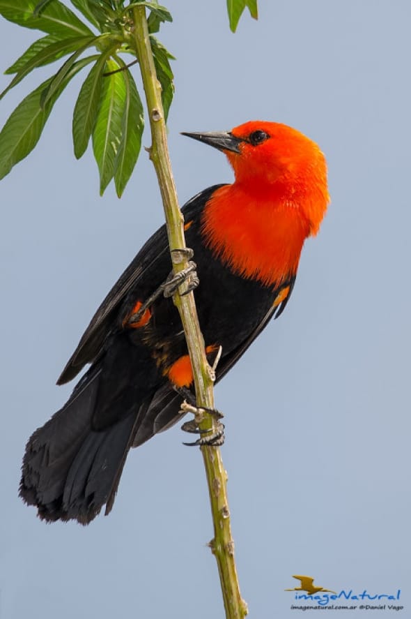 Federal (Scarlet-headed Blackbird)