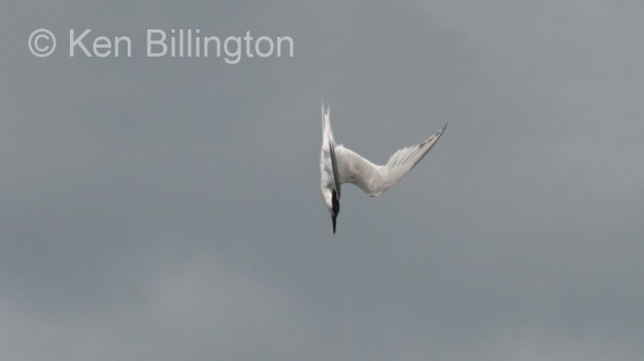 Sandwich Tern (Sterna sandvicensis) 