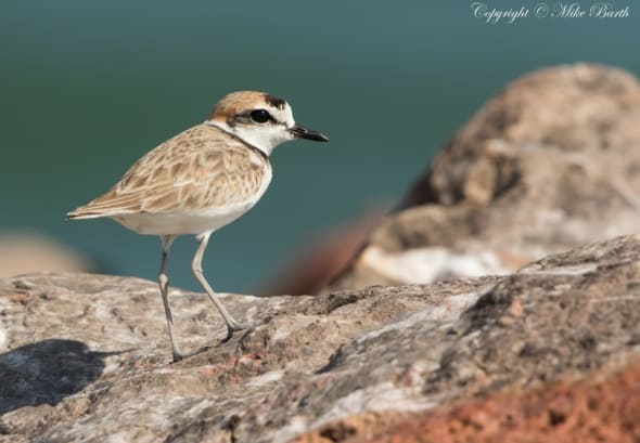 Malay Plover