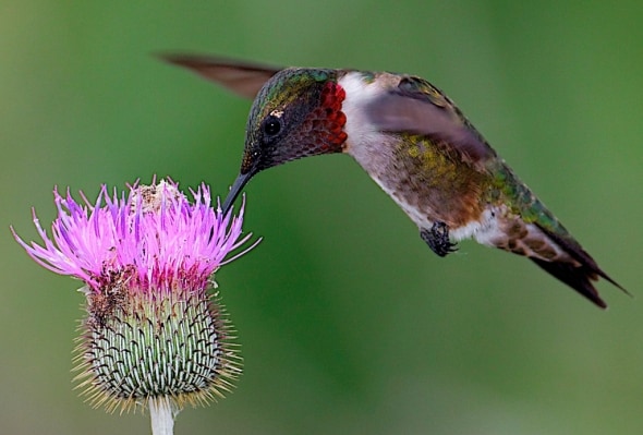 Ruby-throated Hummingbird and Texas Thistle