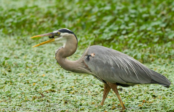 Great Blue Heron with Crayfish