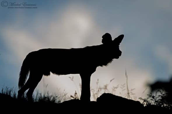 Painted Dog Silhouette
