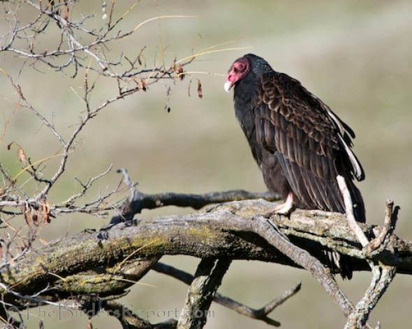 Turkey Vultures Deserve More Respect