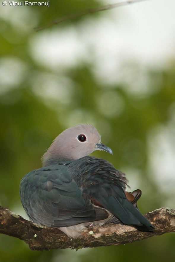 Green Imperial Pigeon  -  Ducula Aenea