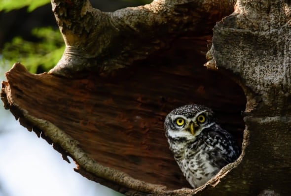 Spotted Owlet - Patrol