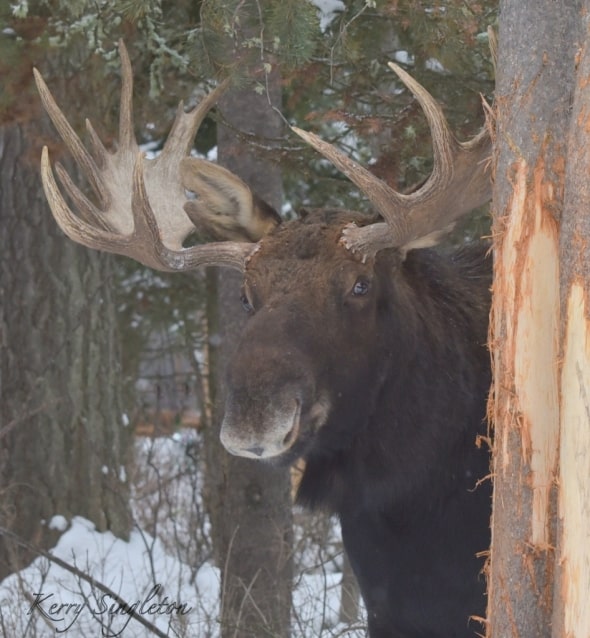 Bull Moose Standing by His Tree 
