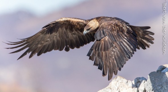 Golden Eagle - Aquila Chrysaetos