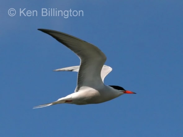 Common Tern (Sterna hirundo) 