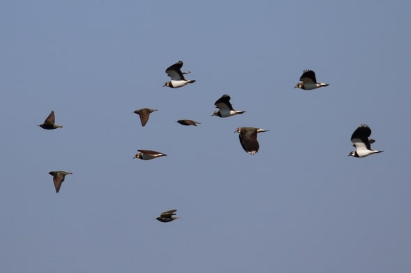 Starlings and Lapwings Race