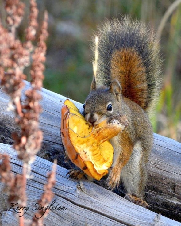 Red Squirrel with a Mushroom