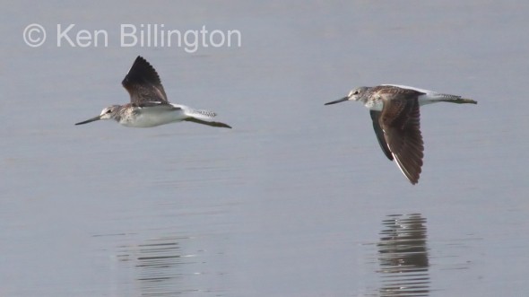 Bar-tailed Godwit (Limosa lapponica) 