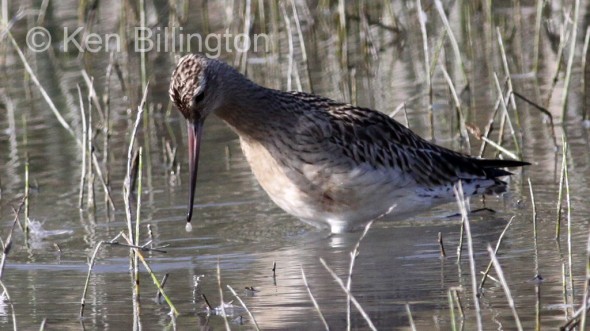 Bar-tailed Godwit (Limosa lapponica) 