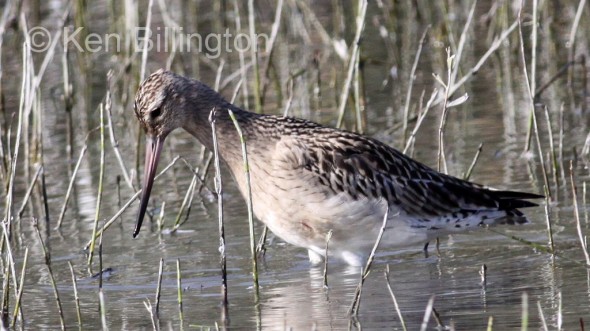 Bar-tailed Godwit (Limosa lapponica) 