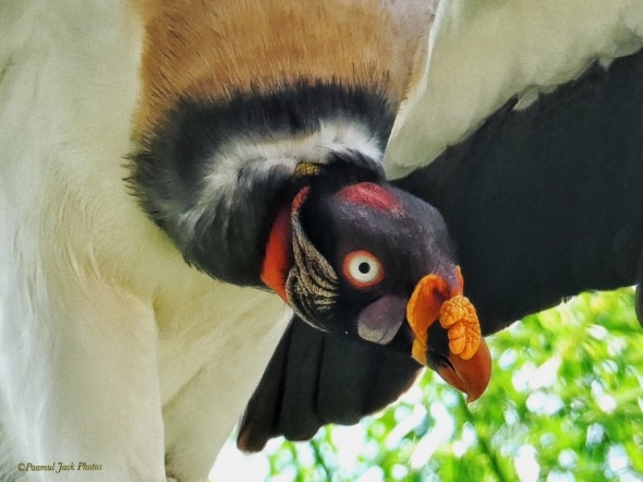 King Vulture - Discovering a Meal