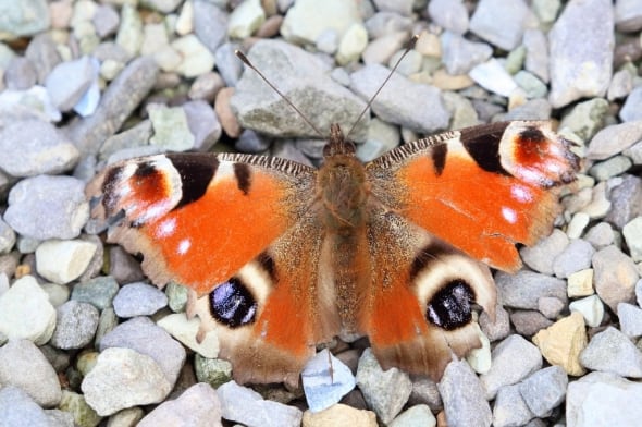 A very ragged looking Peacock Butterfly