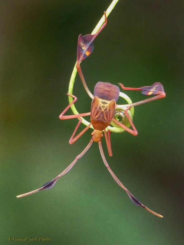 Flag-footed Bug (Anisoscelis Affinis)