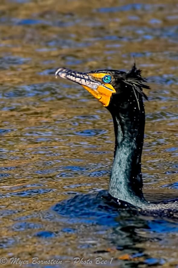 Double-crested Cormorant Display in Its Crest