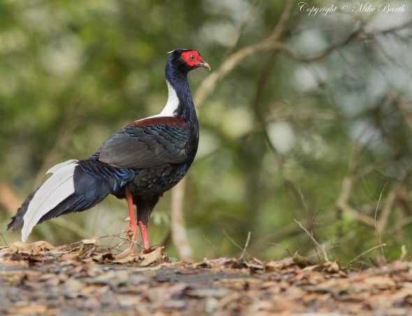 Swinhoe’s Pheasant Lophura Swinhoii