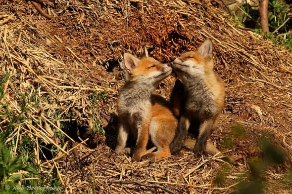 Young Red Foxes  (Vulpes Vulpes)